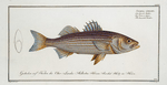 Sciaena lineata, The lineated Umber.
