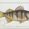 Sciaena Plümieri, The Plumier's Umber.