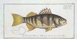 Sciaena Plümieri, The Plumier's Umber.