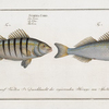 1. Sciaena Mauritii, The Guaru; 2. Sciaena Coro, The Coro.