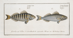 1. Sciaena Mauritii, The Guaru; 2. Sciaena Coro, The Coro.