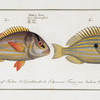 1. Perca unimaculata, The Pacu; 2. Perca Juba, The Jub.