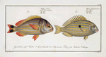 1. Perca unimaculata, The Pacu; 2. Perca Juba, The Jub.