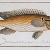Perca saxatilis, The Stone-Perch.
