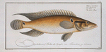 Perca saxatilis, The Stone-Perch.