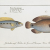 1. Perca bimaculata, The Acara; 2. Perca Brasiliensis, The Brasilian Perch.