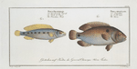 1. Perca bimaculata, The Acara; 2. Perca Brasiliensis, The Brasilian Perch.