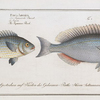 1. Perca argentata, The Silver-Perch; 2. Perca Japonica, The Japanese Perch.