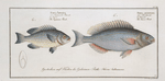 1. Perca argentata, The Silver-Perch; 2. Perca Japonica, The Japanese Perch.