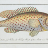 Perca maculata, The dropped Perch.