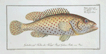 Perca maculata, The dropped Perch.