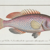 Perca punctata, The Negro-fish.