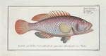 Perca punctata, The Negro-fish.