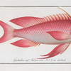Anthias Sacer, The red Grunt.