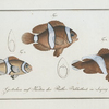 1. Anthias polymna, The Tontelton; 2. Anthias bifasciatus, The Jordaine.