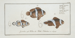 1. Anthias polymna, The Tontelton; 2. Anthias bifasciatus, The Jordaine.