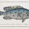 Anthias Argus, The Argus.