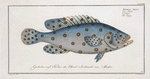 Anthias Argus, The Argus.