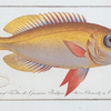 Anthias macrophthalmus, The goggle-eyed Grunt.