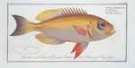 Anthias macrophthalmus, The goggle-eyed Grunt.