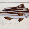 Anthias Diagramma, The Warna.
