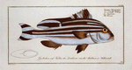 Anthias Diagramma, The Warna.