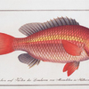 Anthias Vosmeri, Vosmar's Grunt.
