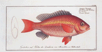 Anthias Vosmeri, Vosmar's Grunt.
