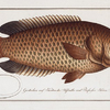 Anthias testudineus, The Tortoise-fish.