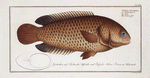 Anthias testudineus, The Tortoise-fish.