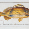 Anthias formosus, The Grunt.