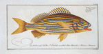 Anthias formosus, The Grunt.