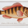 Anthias striatus, The streaked Grunt.