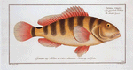 Anthias striatus, The streaked Grunt.