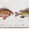 1. Anthias bilineatus, The Double string; 2. Anthias japonicus, The Japanese Grunt.