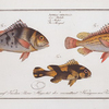 1. Anthias lineatus, The lineated Grunt; 2. Anthias orientalis, The Mongrel;  3. Anthias maculatus, The maculated Grunt.