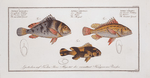 1. Anthias lineatus, The lineated Grunt; 2. Anthias orientalis, The Mongrel;  3. Anthias maculatus, The maculated Grunt.