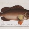 Epinephelus Afer, The  Africain Wall-eye.