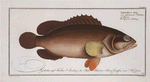 Epinephelus Afer, The  Africain Wall-eye.
