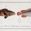 1. Epinephelus marginalis, The bordered Wall-eye; 2. Epinephelus bruneus, The brown Wall-eye.