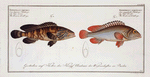 1. Epinephelus marginalis, The bordered Wall-eye; 2. Epinephelus bruneus, The brown Wall-eye.