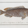 Epinephelus Merra, The Merra.