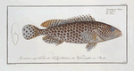 Epinephelus Merra, The Merra.