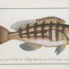 Epinephelus striatus, The streaked Wall-eye.