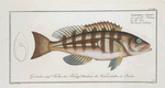 Epinephelus striatus, The streaked Wall-eye.