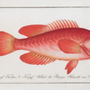 Epinephelus ruber, The red Wall-eye.