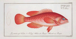 Epinephelus ruber, The red Wall-eye.