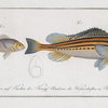 1. Gymnocephalus Schratser,  the Schratser;  2. Gymnocephalus argenteus, The Siver-Bald.