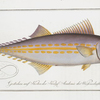 Scomber regalis, The King's fish.
