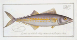 Scomber regalis, The King's fish.
